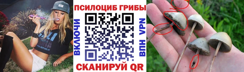 мега ССЫЛКА  Серов  Псилоцибиновые грибы Psilocybe 
